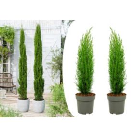 Cupressus sempervirens Totem - Set de 2 - Cyprès - Pot 19cm - Hauteur 60-80cm