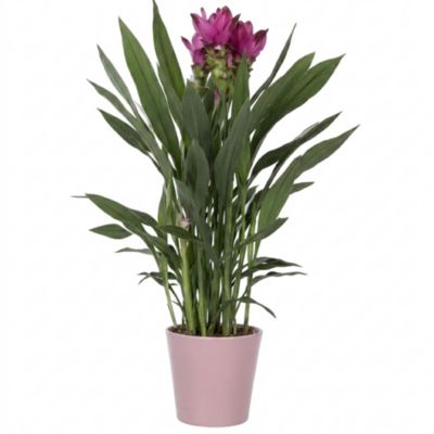 Curcuma avec pot en céramique Ø14 cm