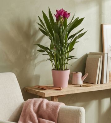 Curcuma avec pot en céramique Ø14 cm