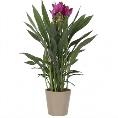 Curcuma avec pot en céramique Ø14 cm