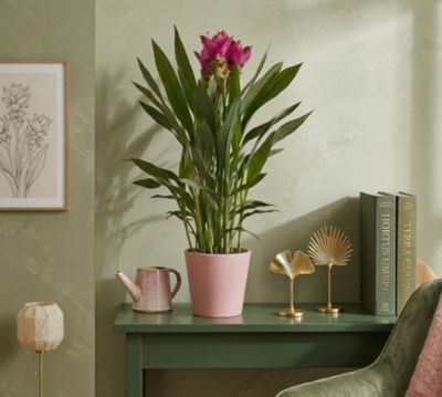 Curcuma avec pot en céramique Ø14 cm
