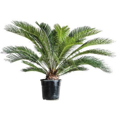 Cyca Revoluta