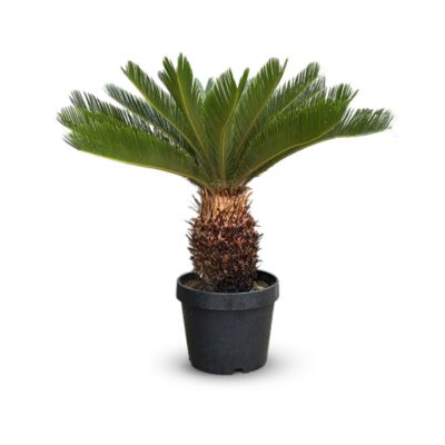 Cycas revoluta - palmier - stip 25 cm - hauteur 80-90 cm - diamètre 30 cm - plante d'extérieur