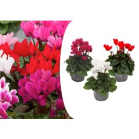 Cyclamen Persicum - Mix de 3 - Plantes dintérieur - Pot 9cm - Hauteur 10-20cm