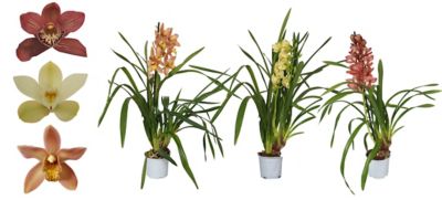 Orchidée cymbidium blanche, 1 grande plante d'intérieur de