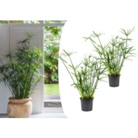 Cyperus alternifolius - Set de 2 - Pot 14cm - Hauteur 40-50cm