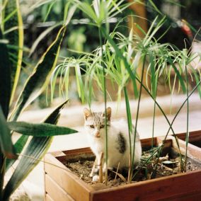 Cyperus alternifolius - Set de 4 - Pot 14cm - Hauteur 40-50cm