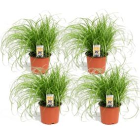 Cyperus - Set de 4 - Herbe à chat - Pot 12cm - Hauteur 30-40cm