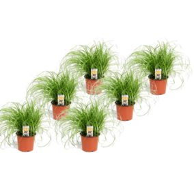 Cyperus - Set de 6 - Herbe à chat - Pot 12cm - Hauteur 30-40cm