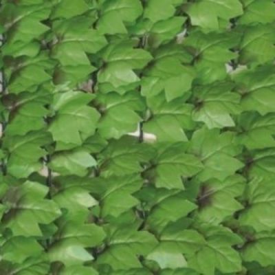 Déstockage haie artificielle feuillage Lierre longueur 3 m - H 1 m
