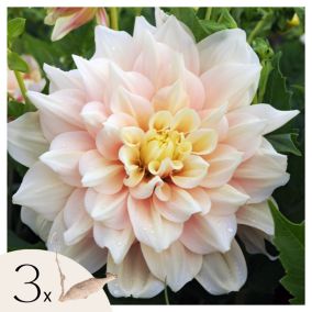 Dahlias - Set de 3 - Dahlia Break Out - Bulbes à fleurs - Rose