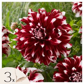 Dahlias - Set de 3 - Dahlia X-Factor - Bulbes à fleurs - Vert