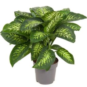 Dieffenbachia 'Tropic' - Plante d'intérieur - Pot24cm - Hauteur 70-80cm