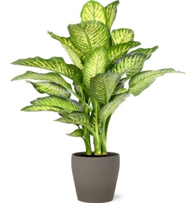 Diffenbach 21cm avec cache pot pierre
