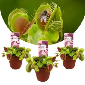 Dionaea Muscipula - Lot de 3 - Plante carnivore - Pot 5,5cm - Hauteur 5-10cm