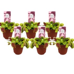 Dionaea Muscipula - Lot de 6 - Plante carnivore - Pot 5,5cm - Hauteur 5-10cm