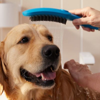 Douchette à main pour chien, 3 jets, bleu, Hansgrohe Dogshower