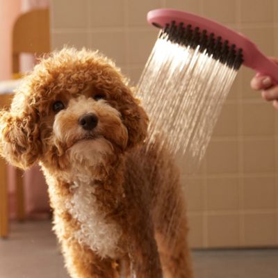 Douchette à main pour chien, 3 jets, rose, Hansgrohe Dogshower