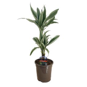 Dracaena Deremensis - Bande blanche - Pot 17cm - Hauteur 60-70cm