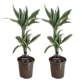 Dracaena Deremensis - Bande blanche - set de 2 - Pot 17cm - Hauteur 60-70cm