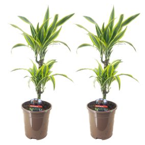 Dracaena Deremensis - Citron Lime - Dragonniers - set de 2