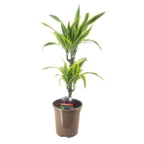 Dracaena Deremensis - Citron Lime - Pot 17cm - Hauteur 60-70cm