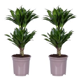 Dracaena deremensis 'Compacta' - lot de 2 - Taille du pot 17cm - Hauteur 50-65cm