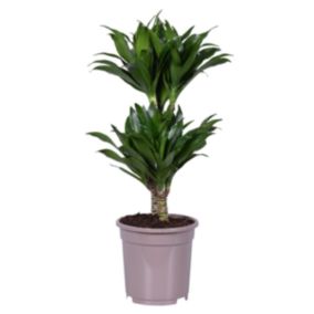 Dracaena deremensis 'Compacta' - Plante d'intérieur - Pot 17 cm - Hauteur 50-65m