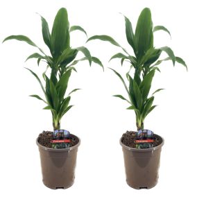 Dracaena Deremensis 'Janet Craig' - Pot 17cm - Hauteur 60-70cm