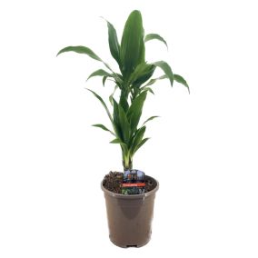 Dracaena Deremensis 'Janet Craig' - Pot 17cm - Hauteur 60-70cm