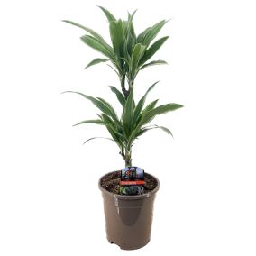 Dracaena deremensis 'Warneckei' - Pot17cm - Hauteur 60-70 cm