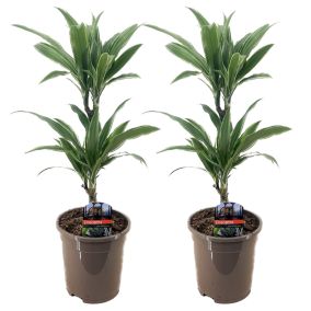 Dracaena deremensis 'Warneckei' - Set de 2 - Taille du pot 17 cm - H 60-70 cm