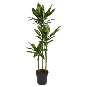 Dracaena fragrans Cintho - Dragonnier - Pot 24cm - Hauteur 140-150cm