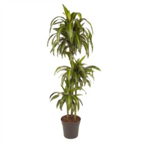 Dracaena fragrans - 'Hawaiian Sunshine' - Pot 24cm - Hauteur 130-140cm