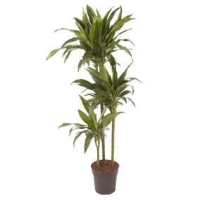 Dracaena fragrans 'Janet Craig' - XXL - Pot 24 cm - Hauteur 140-150cm