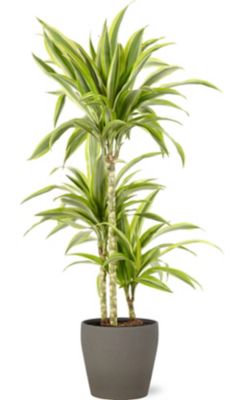 Dracaena lemon lime 21cm avec cache pot pierre