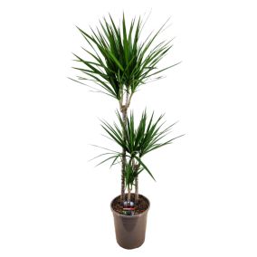 Dracaena Marginata - Dragonnier XL - Pot de 24cm - Hauteur de 110-130cm