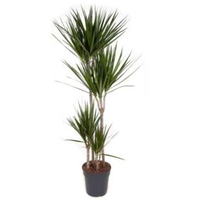 Dracaena Marginata - Dragonnier XL - Pot de 27cm - Hauteur de 150-160cm