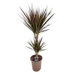 Dracaena Marginata Magenta - Dracaena Magenta - Pot de 17cm - Hauteur 70-80cm