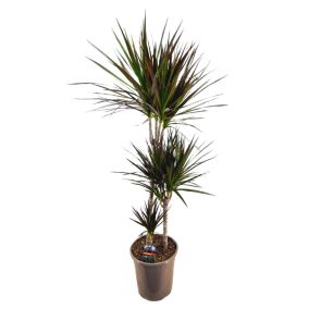 Dracaena Marginata Magenta - Dracaena Magenta - Pot de 24cm - Hauteur 110-130cm