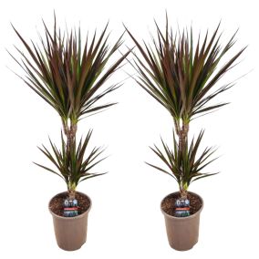 Dracaena Marginata Magenta - x2 - Dracaena Magenta - Pot 17cm - Hauteur 70-80cm