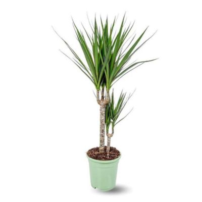 Dracaena marginata - plante d'intérieur - hauteur 70-80 cm - diamètre 17 cm - facile d'entretien