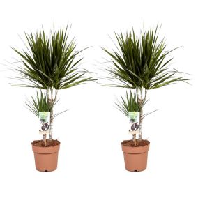 Dracaena Marginata - Set de 2 - Dragonnier - Pot 17cm - Hauteur 70-80cm