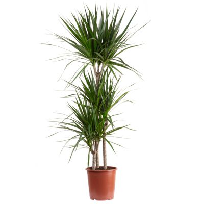 Dragonnier marginé 3 troncs - plante d'intérieur facile d'entretien, Dracaena marginata - hauteur env. 120 cm, pot-diam. 21 cm