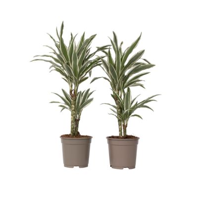 Dragonnier - Set de 2 - Dracaena deremensis White Stripe - H60-70cm - Pot 17cm