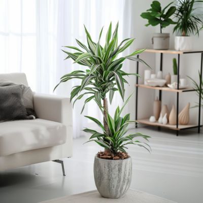 Dragonnier - Set de 2 - Dracaena deremensis White Stripe - H60-70cm - Pot 17cm