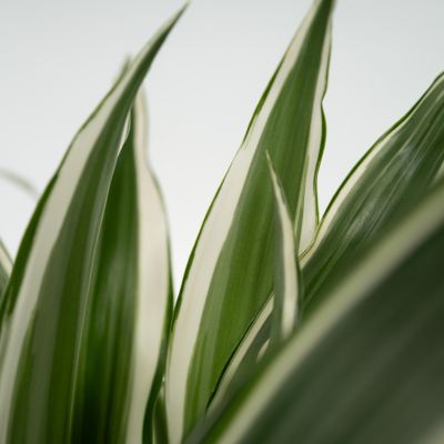 Dragonnier - Set de 2 - Dracaena deremensis White Stripe - H60-70cm - Pot 17cm