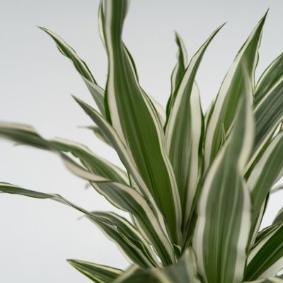 Dragonnier - Set de 2 - Dracaena deremensis White Stripe - H60-70cm - Pot 17cm