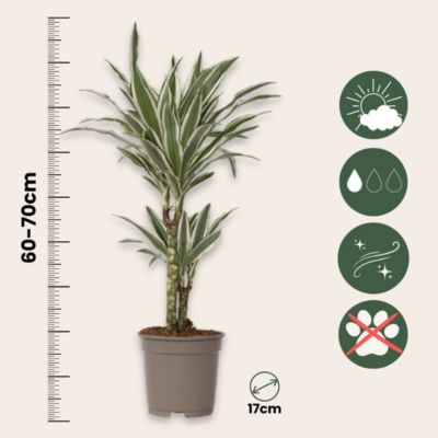 Dragonnier - Set de 2 - Dracaena deremensis White Stripe - H60-70cm - Pot 17cm