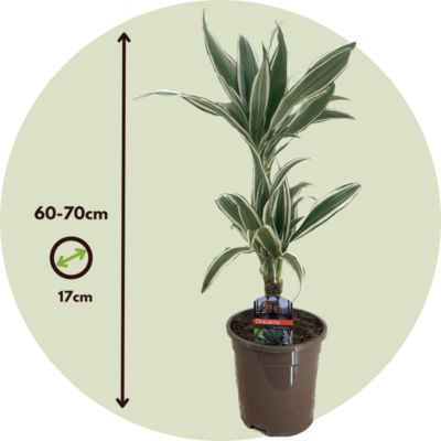 Dragonnier - Set de 2 - Dracaena deremensis White Stripe - H60-70cm - Pot 17cm